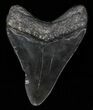Serrated, Fossil Megalodon Tooth #57470-1